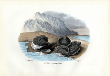 Muslinger, 1863-79